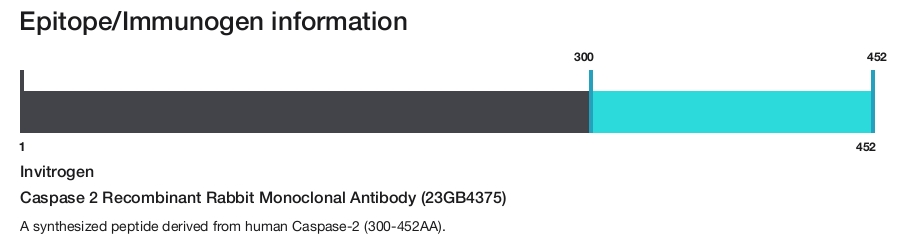 Caspase 2 Recombinant Rabbit Monoclonal Antibody (23GB4375)
