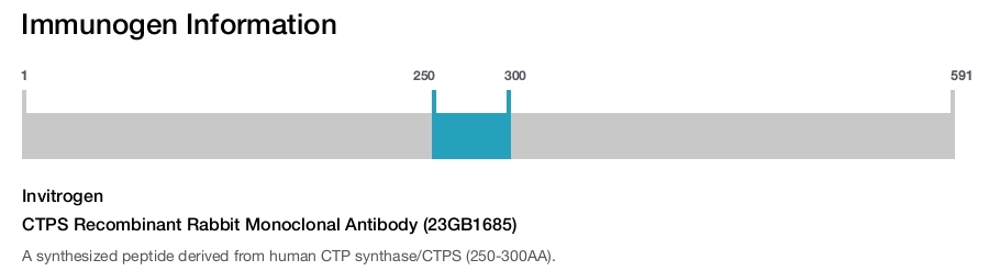 CTPS Recombinant Rabbit Monoclonal Antibody (23GB1685)