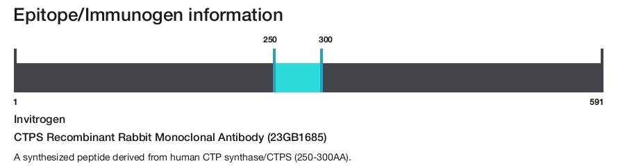 CTPS Recombinant Rabbit Monoclonal Antibody (23GB1685)