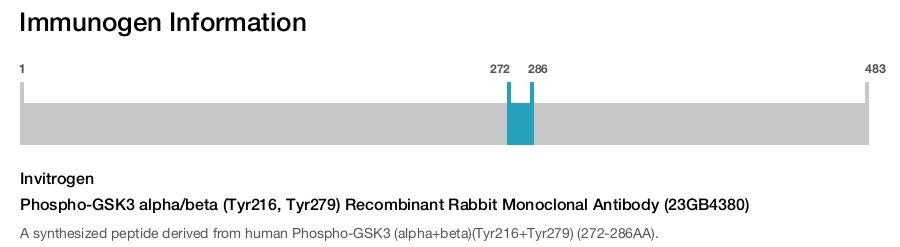 Phospho-GSK3 alpha/beta (Tyr216, Tyr279) Recombinant Rabbit Monoclonal Antibody (23GB4380)
