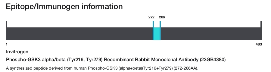 Phospho-GSK3 alpha/beta (Tyr216, Tyr279) Recombinant Rabbit Monoclonal Antibody (23GB4380)