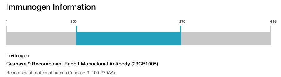 Caspase 9 Recombinant Rabbit Monoclonal Antibody (23GB1005)