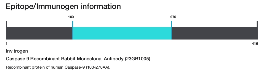 Caspase 9 Recombinant Rabbit Monoclonal Antibody (23GB1005)