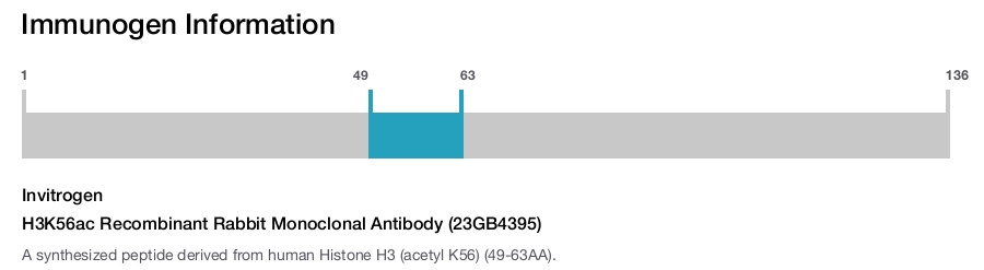 H3K56ac Recombinant Rabbit Monoclonal Antibody (23GB4395)