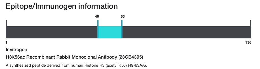 H3K56ac Recombinant Rabbit Monoclonal Antibody (23GB4395)