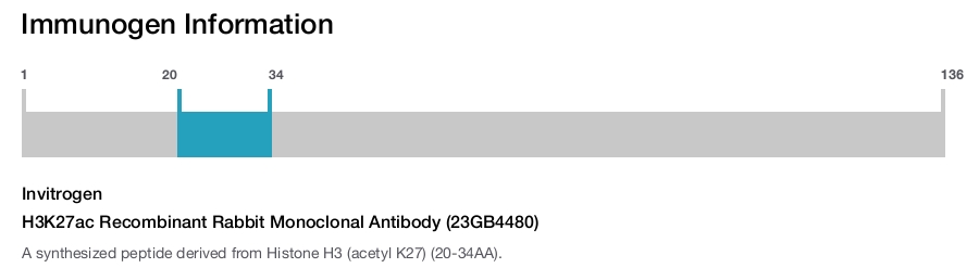 H3K27ac Recombinant Rabbit Monoclonal Antibody (23GB4480)