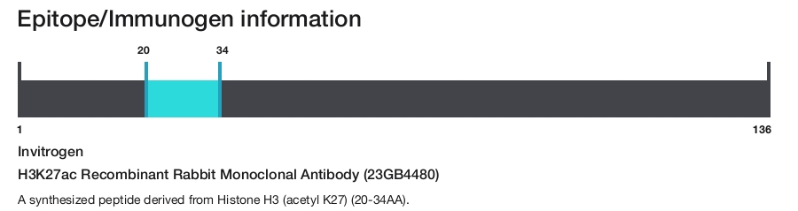 H3K27ac Recombinant Rabbit Monoclonal Antibody (23GB4480)