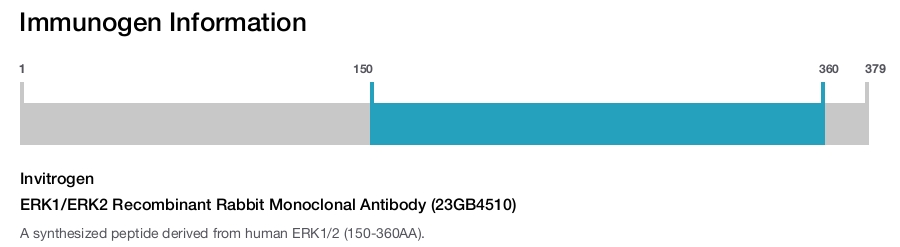 ERK1/ERK2 Recombinant Rabbit Monoclonal Antibody (23GB4510)