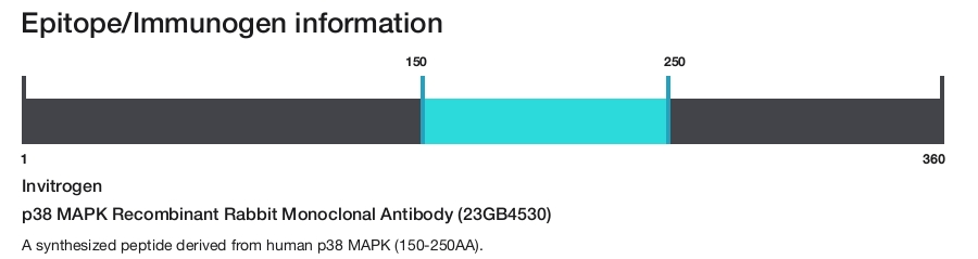 p38 MAPK Recombinant Rabbit Monoclonal Antibody (23GB4530)