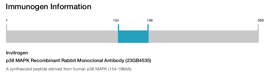 p38 MAPK Recombinant Rabbit Monoclonal Antibody (23GB4535)