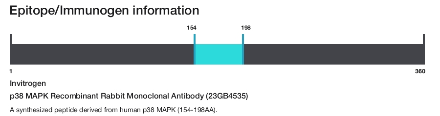 p38 MAPK Recombinant Rabbit Monoclonal Antibody (23GB4535)