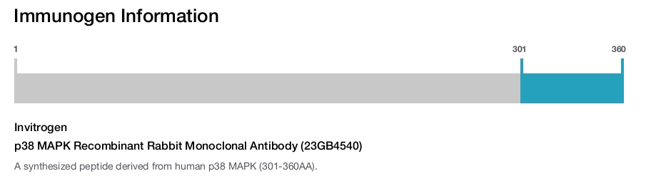 p38 MAPK Recombinant Rabbit Monoclonal Antibody (23GB4540)