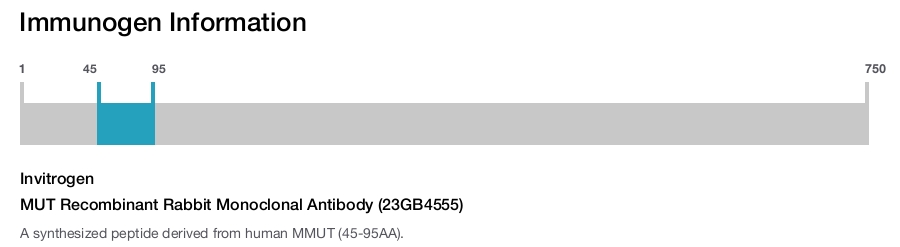 MUT Recombinant Rabbit Monoclonal Antibody (23GB4555)