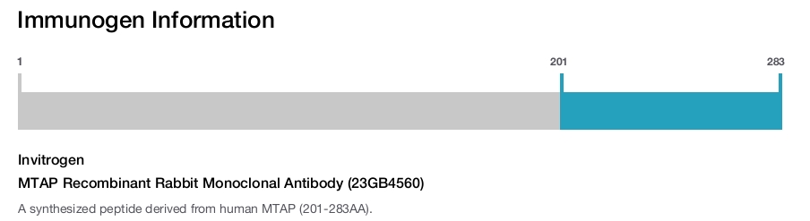 MTAP Recombinant Rabbit Monoclonal Antibody (23GB4560)