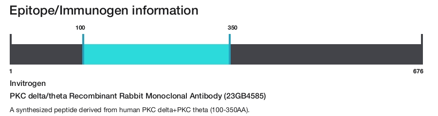 PKC delta/theta Recombinant Rabbit Monoclonal Antibody (23GB4585)