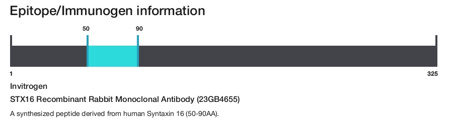 STX16 Recombinant Rabbit Monoclonal Antibody (23GB4655)