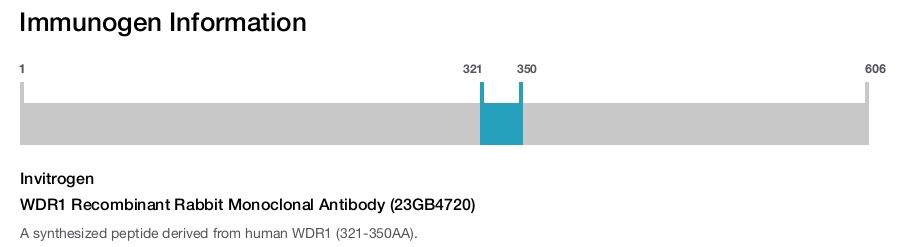 WDR1 Recombinant Rabbit Monoclonal Antibody (23GB4720)