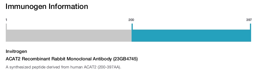 ACAT2 Recombinant Rabbit Monoclonal Antibody (23GB4745)