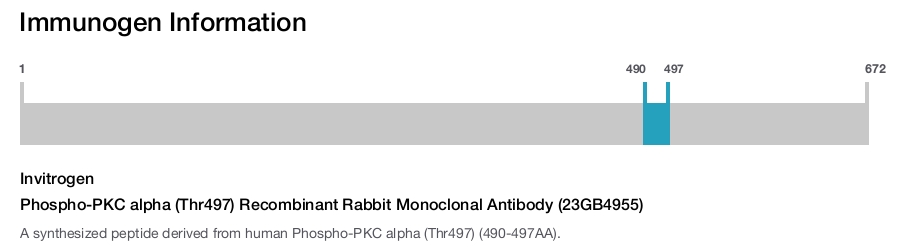 Phospho-PKC alpha (Thr497) Recombinant Rabbit Monoclonal Antibody (23GB4955)