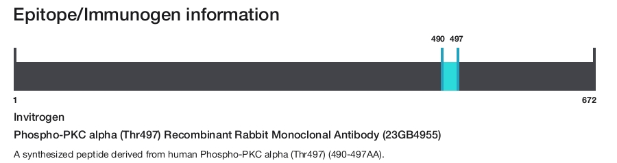 Phospho-PKC alpha (Thr497) Recombinant Rabbit Monoclonal Antibody (23GB4955)