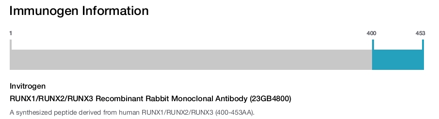 RUNX1/RUNX2/RUNX3 Recombinant Rabbit Monoclonal Antibody (23GB4800)
