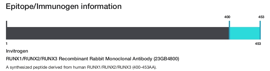 RUNX1/RUNX2/RUNX3 Recombinant Rabbit Monoclonal Antibody (23GB4800)