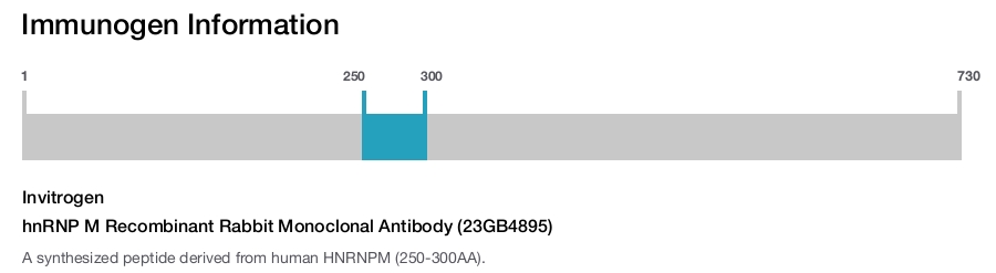 hnRNP M Recombinant Rabbit Monoclonal Antibody (23GB4895)