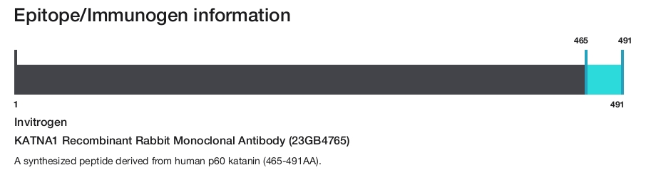 KATNA1 Recombinant Rabbit Monoclonal Antibody (23GB4765)