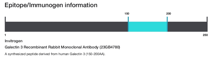 Galectin 3 Recombinant Rabbit Monoclonal Antibody (23GB4780)