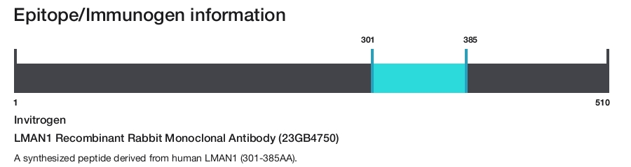 LMAN1 Recombinant Rabbit Monoclonal Antibody (23GB4750)