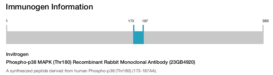 Phospho-p38 MAPK (Thr180) Recombinant Rabbit Monoclonal Antibody (23GB4920)