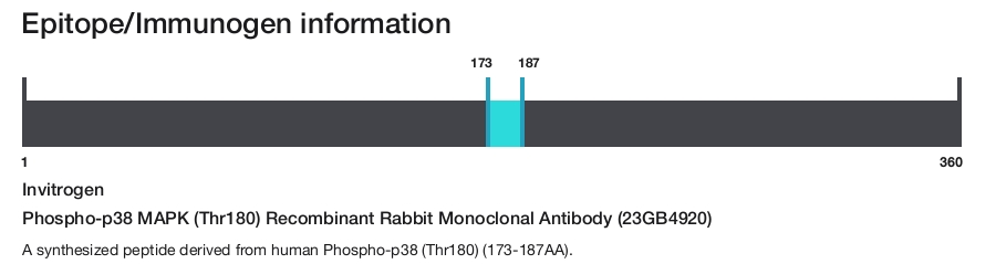 Phospho-p38 MAPK (Thr180) Recombinant Rabbit Monoclonal Antibody (23GB4920)