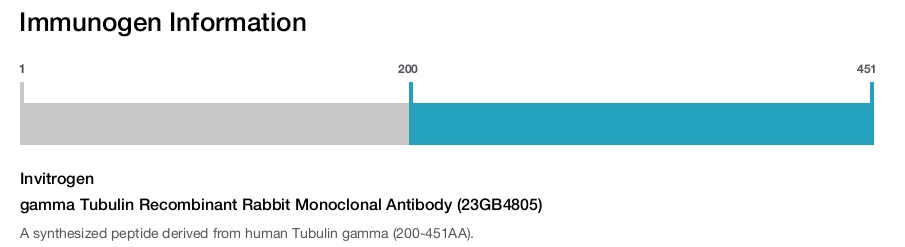 gamma Tubulin Recombinant Rabbit Monoclonal Antibody (23GB4805)