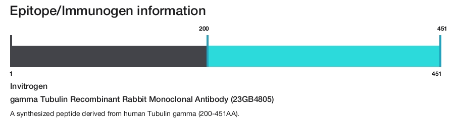 gamma Tubulin Recombinant Rabbit Monoclonal Antibody (23GB4805)