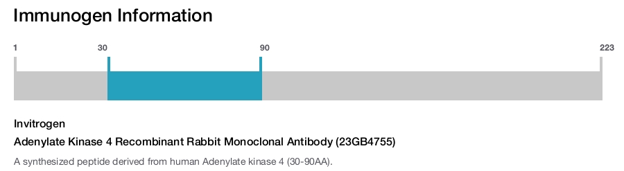 Adenylate Kinase 4 Recombinant Rabbit Monoclonal Antibody (23GB4755)