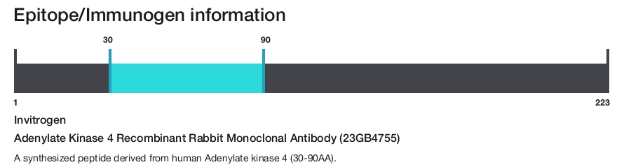 Adenylate Kinase 4 Recombinant Rabbit Monoclonal Antibody (23GB4755)