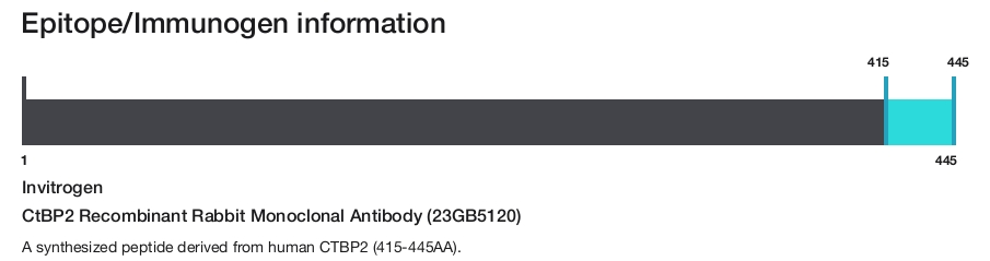 CtBP2 Recombinant Rabbit Monoclonal Antibody (23GB5120)