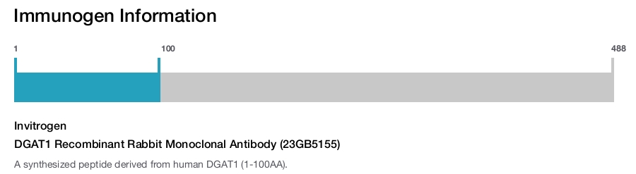 DGAT1 Recombinant Rabbit Monoclonal Antibody (23GB5155)