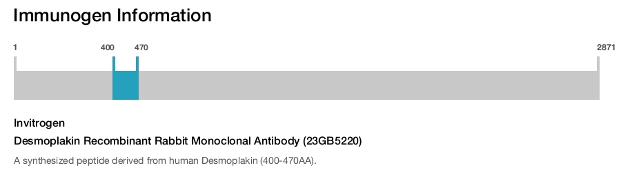 Desmoplakin Recombinant Rabbit Monoclonal Antibody (23GB5220)