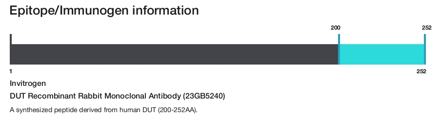 DUT Recombinant Rabbit Monoclonal Antibody (23GB5240)