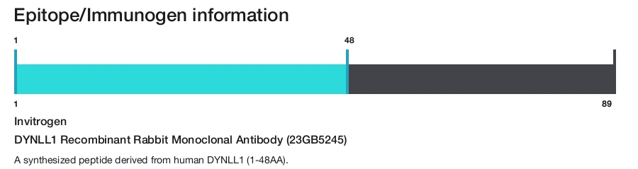 DYNLL1 Recombinant Rabbit Monoclonal Antibody (23GB5245)