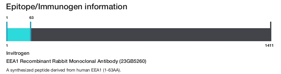 EEA1 Recombinant Rabbit Monoclonal Antibody (23GB5260)