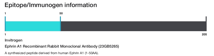 Ephrin A1 Recombinant Rabbit Monoclonal Antibody (23GB5265)