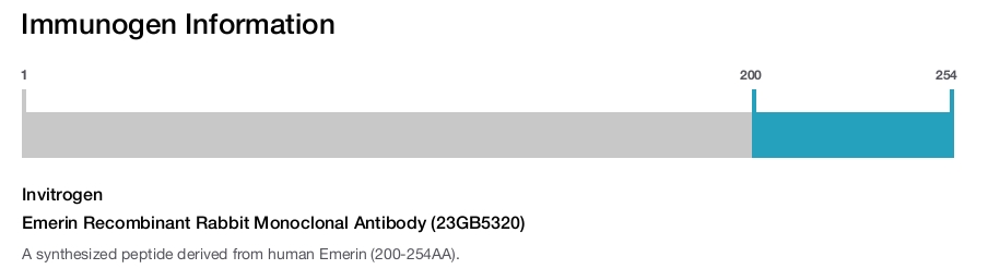 Emerin Recombinant Rabbit Monoclonal Antibody (23GB5320)
