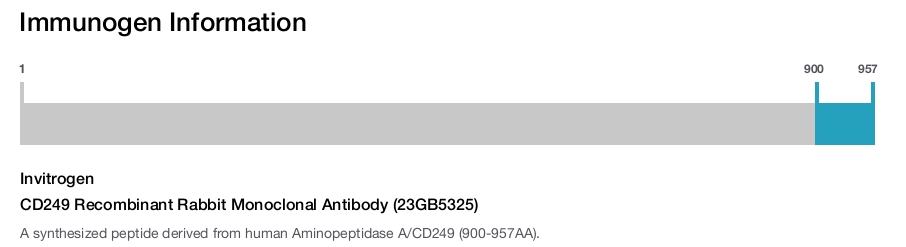 CD249 Recombinant Rabbit Monoclonal Antibody (23GB5325)