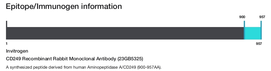 CD249 Recombinant Rabbit Monoclonal Antibody (23GB5325)