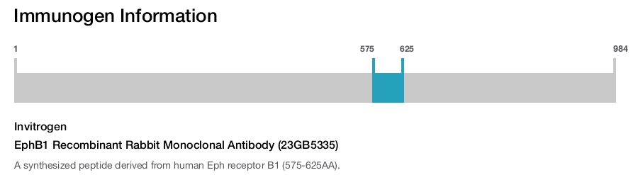 EphB1 Recombinant Rabbit Monoclonal Antibody (23GB5335)