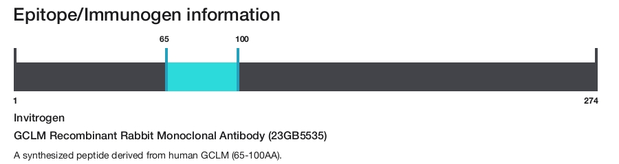 GCLM Recombinant Rabbit Monoclonal Antibody (23GB5535)
