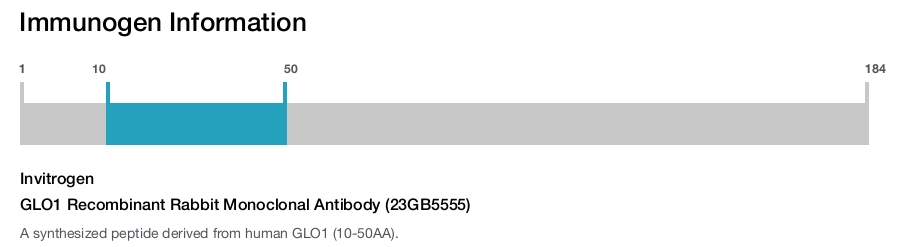 GLO1 Recombinant Rabbit Monoclonal Antibody (23GB5555)