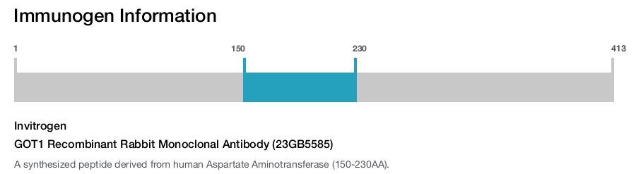 GOT1 Recombinant Rabbit Monoclonal Antibody (23GB5585)